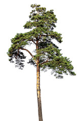 Scotch fir, pine conifer tree, pine-tree isolated © nosyrevy