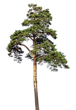 Scotch fir, pine conifer tree, pine-tree isolated