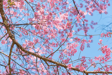 Pink blossoms on the branch with blue sky during spring blooming Branch with pink sakura blossoms and blue sky background.