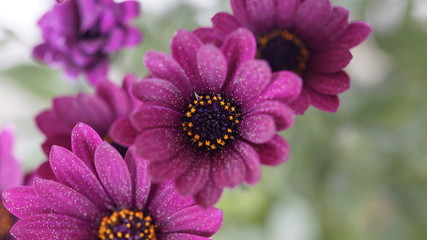 Obraz premium Blumen