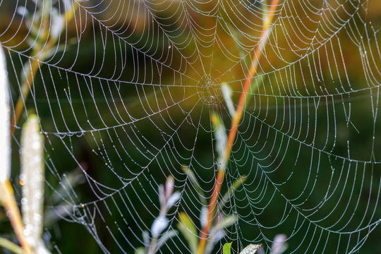 Spider web with dew drops on a background of green plants