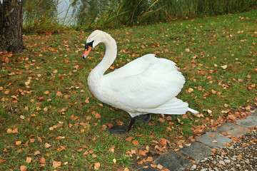 Swan goes along the pond on fallen leaves