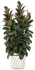 Ficus elastica tree in pot