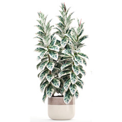 Ficus elastica tree in pot