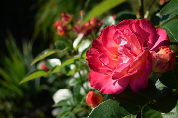Close-up of a bright pink blooming rose in a garden