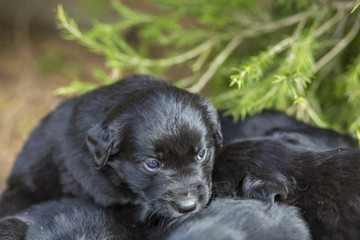 Puppies Playing in Garden
