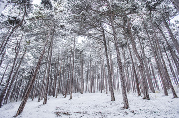winter forest background 