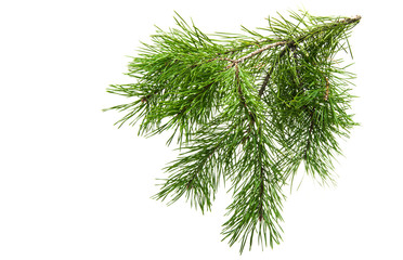 green pine branch isolated