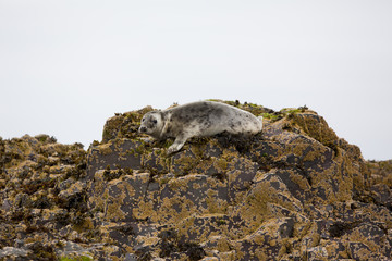 Young Grey seal (Halichoerus grypus) resting on rocks at breeding colony