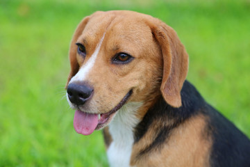 Portrait of beagle dog sits on the ground outdoor.