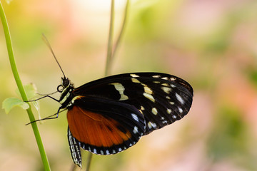 A black and red butterfly hangs on a green stem of a plant.