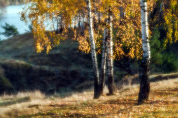 Birch trees with yellow leaves on the hillside by the river on a sunny day. Autumn landscape. In soft focus.