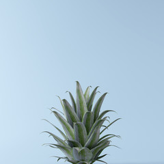 Pineapple leaf on pastel blue background. minimal concept