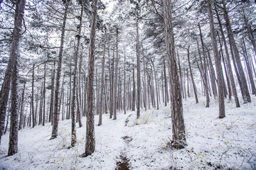 winter forest background