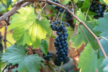 樹上の山葡萄の実
