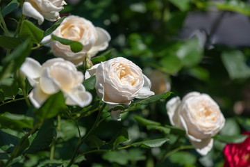 白い満開のバラの花