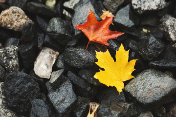 Two fallen leaves on wet dark background