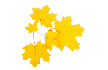 autumn leaves isolated