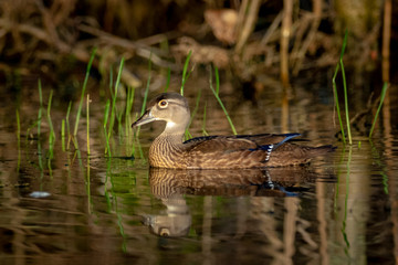 Young female Woodduck