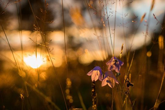 Blue Bell Flowers in the sun. Beautiful meadow field with wildflowers close up - Powered by Adobe