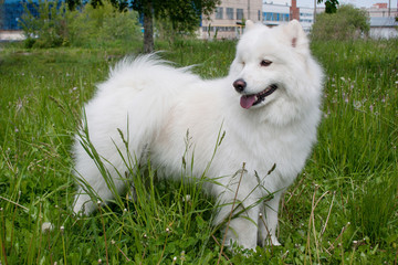 Samoyed dog is standing in the green grass. Samoiedskaya sobaka or nenetskaya laika.