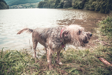 Happy dog playing in muddy water

