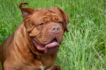 Cute bordeaux mastiff is standing on a green grass.