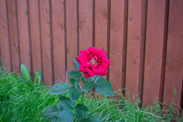 Fototapeta na wymiar pink rose background