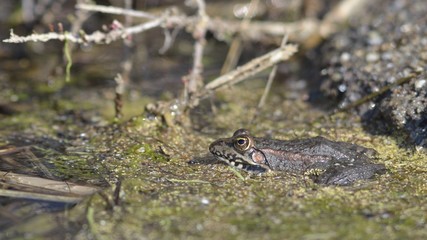 Levant Water Frog (Pelophylax bedriagae), Greece