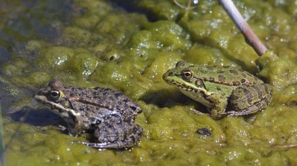 Levant Water Frog (Pelophylax bedriagae), Greece