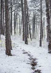 winter forest background 