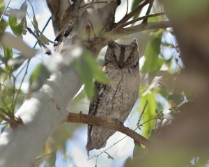 Eurasian Scops Owl (Otus scops), Greece