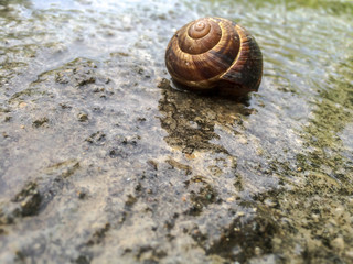 shellfish large snail lives in the shell lives in a wet environment slippery creeps slowly