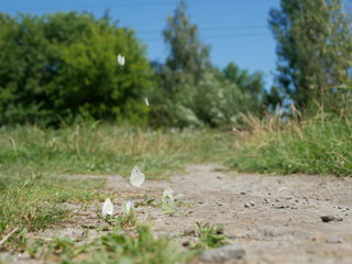 Polonne / Ukraine - 10 August 2018: butterflies fly on a sunny, clear day