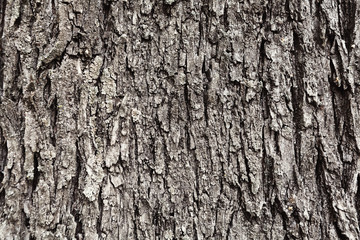 Gray bark of old tree, textured background