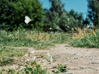 Polonne / Ukraine - 10 August 2018: butterflies fly on a sunny, clear day