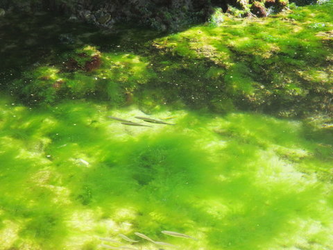 Plancton y peces nadando