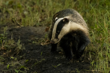 Obraz premium Dachs in der Dämmerung