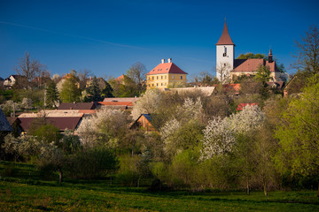 Fototapeta premium Spring rural garden, blossom cherry trees, blue sky, church