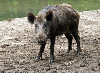 junges Wildschwein