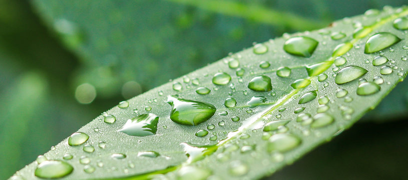 Beautiful Grean Leaf Texture With Drops Of Water, Close Up. Selective Focus. After Rain. Long Banner With Copy Space. Long Horizontal Banner.