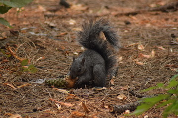 écureuil roux mangeant une pomme de pin