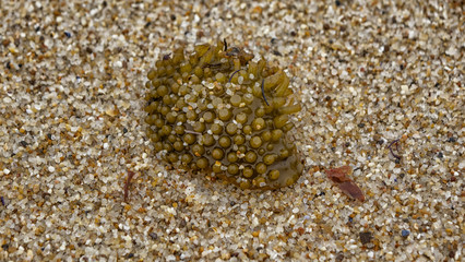 Porto beach Portugal