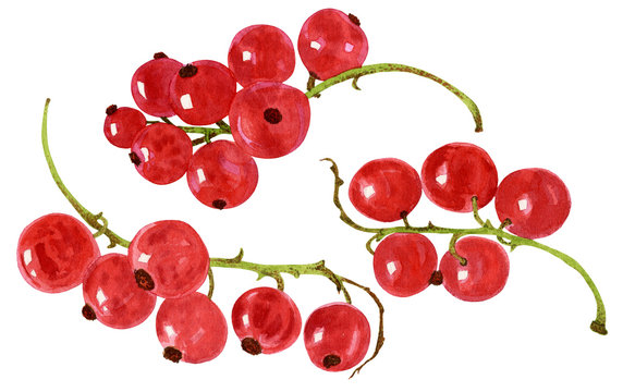 Hand drawn watercolor painting of red currant isolated on white background. Illustration of ribes rubrum.