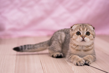 Plakat kitten cat scottish straight, lop-eared fluffy, animal