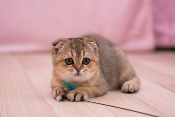 Plakat kitten cat scottish straight, lop-eared fluffy, animal