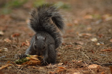 écureuil roux mangeant une pomme de pin