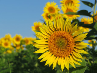 Blooming sunflowers on clear blue sky background. Sunflowers field in sunny day, picturesque summer landscape