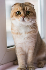 kitten cat scottish straight, lop-eared fluffy, animal