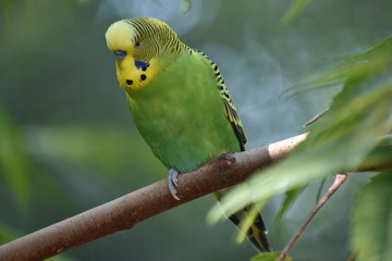 Closeup of a small green budgie sitting on a tree branch